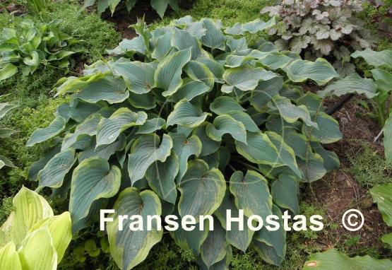 Hosta Déjà Blu